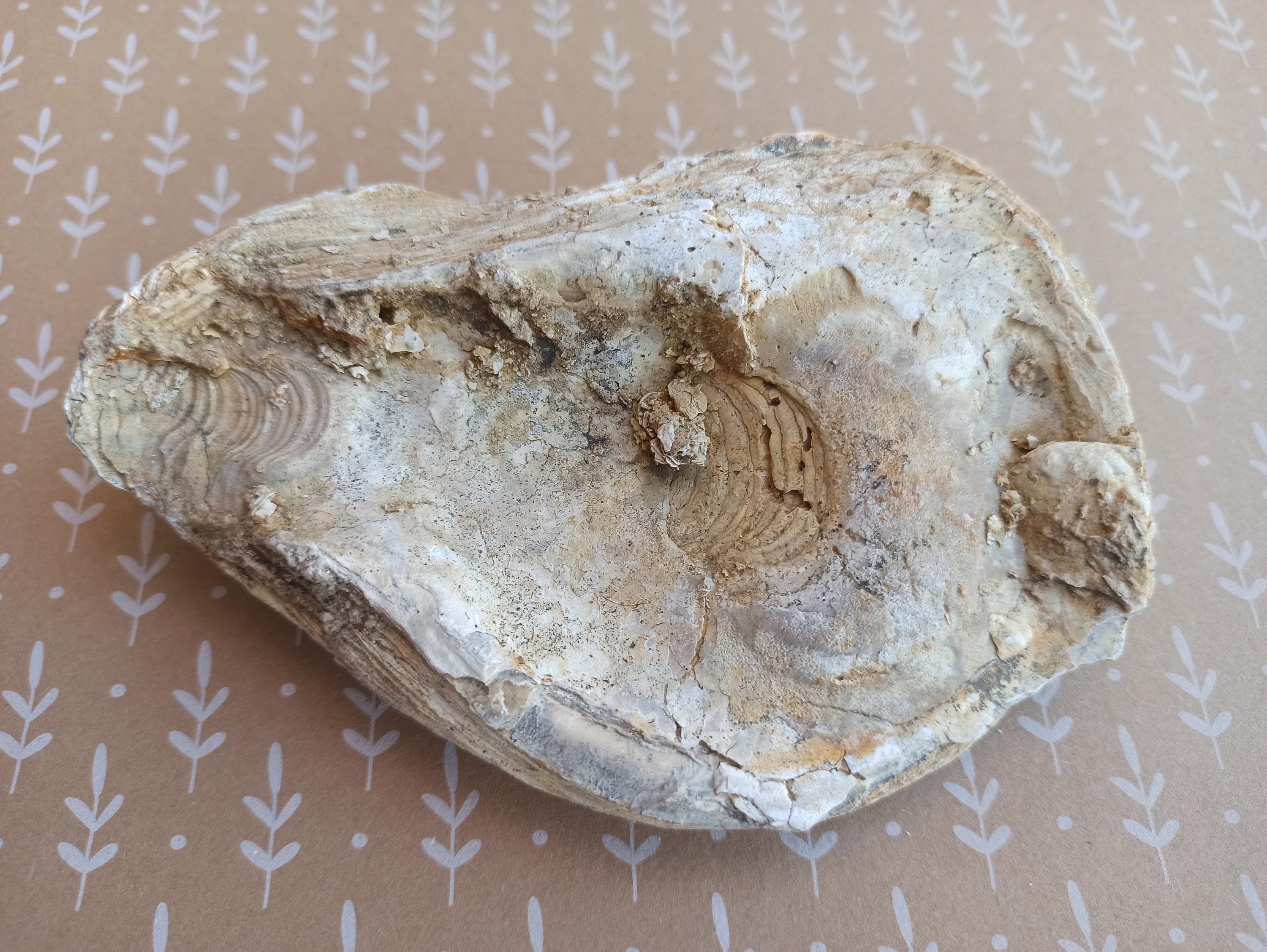 古代の貝 大型化石貝、1億年前、古代の貝、化石ハマグリ、100%本物の標本