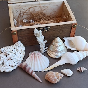 Set di conchiglie di mare in scatola di legno, conchiglia oceanica, corallo, tesoro di conchiglie, conchiglie naturali, decorazione di conchiglie, decorazione di conchiglie