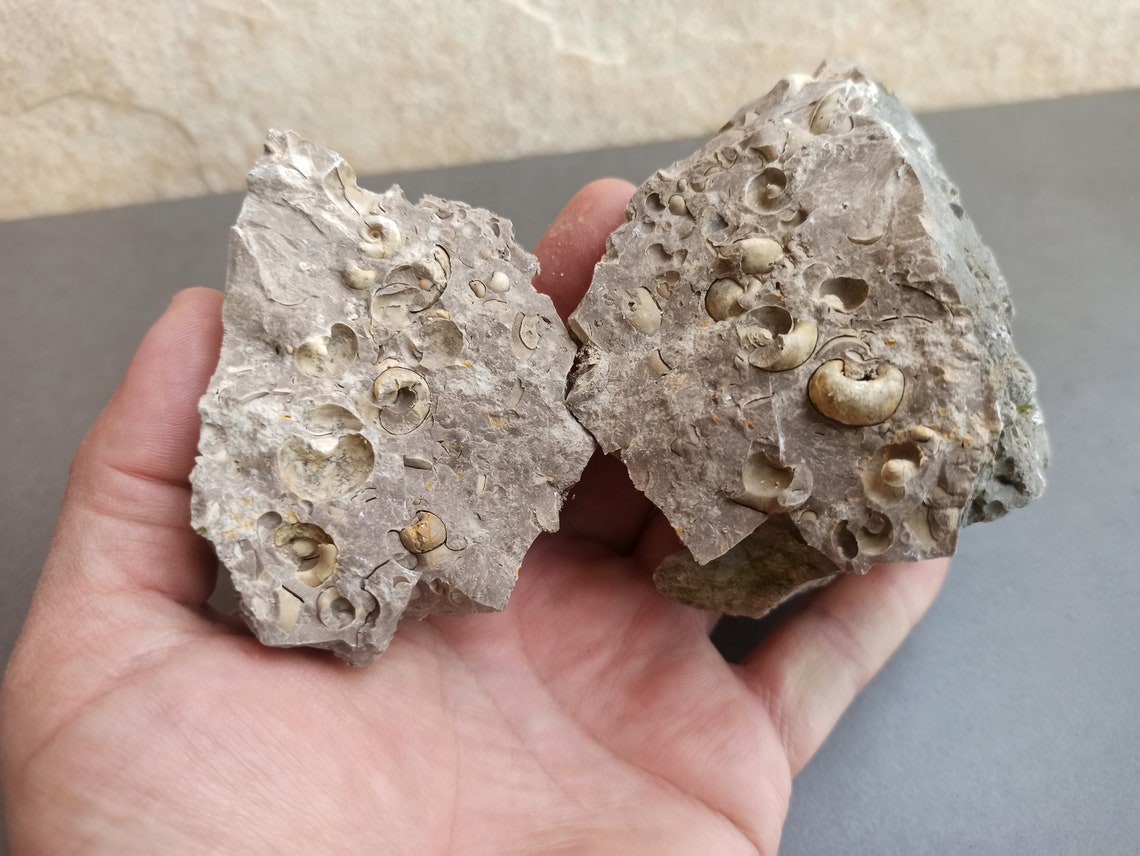 Ancient FOSSIL Spanish FOSSIL Ancient Shells in Stone Etsy