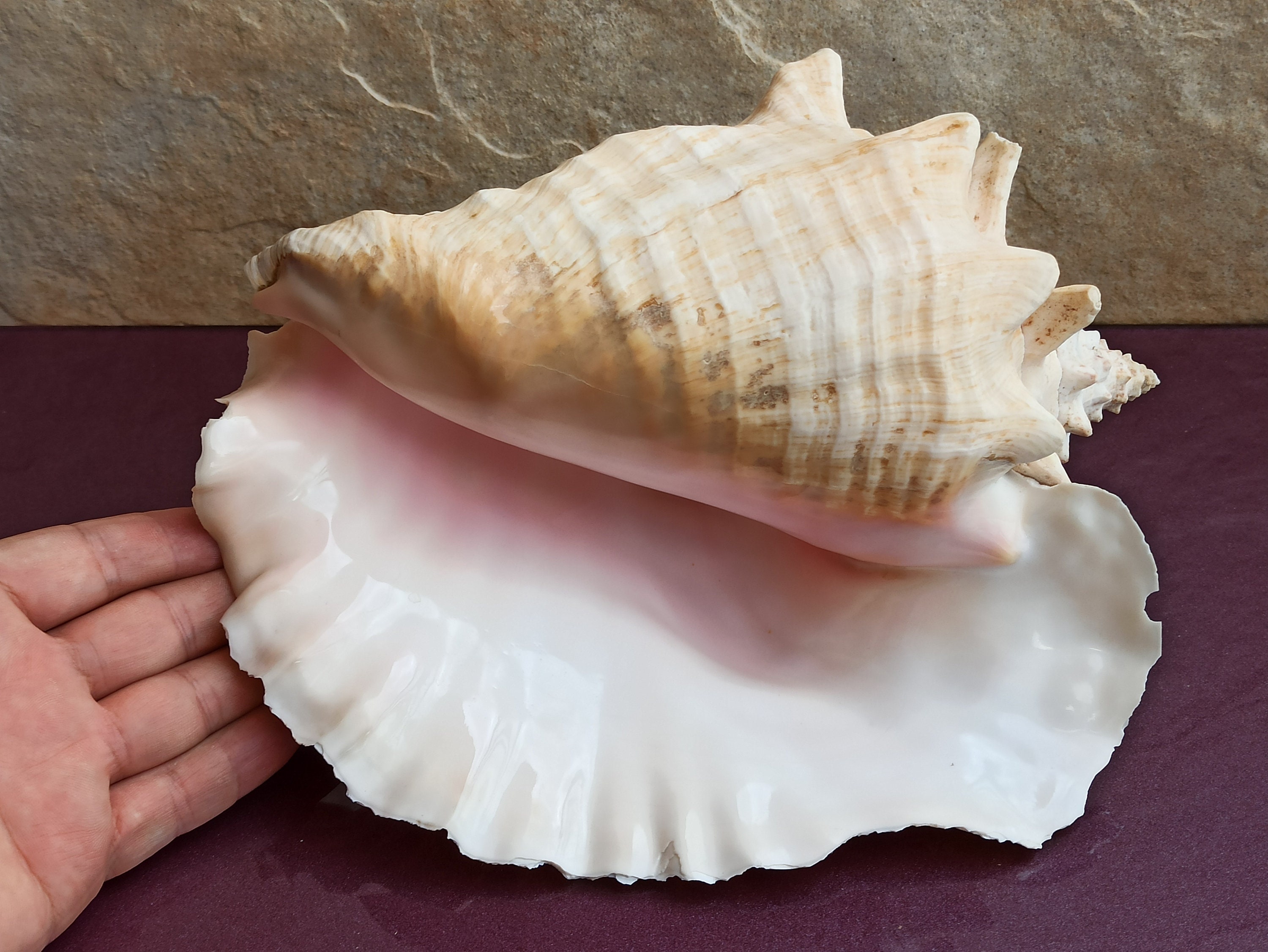 Large Huge Beautiful Shell, Big Crab Shell, Huge Ocean Shell, Sea Shell  Treasure, Natural Seashells, Sea Shell, Wedding Decoration -  Denmark