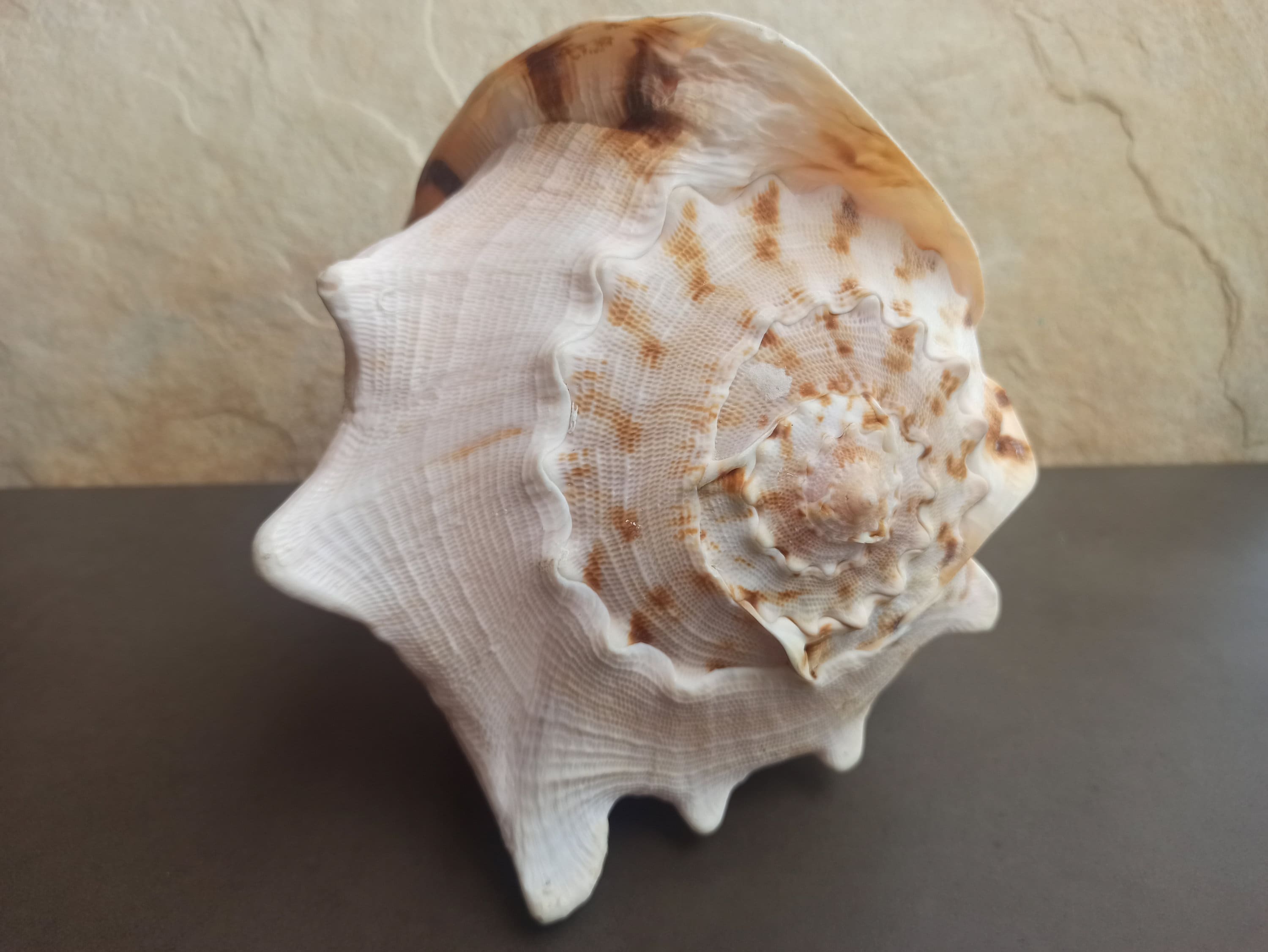 希少な巨大タカラガイ、大西洋産の貝殻、水槽の装飾 - Etsy 日本