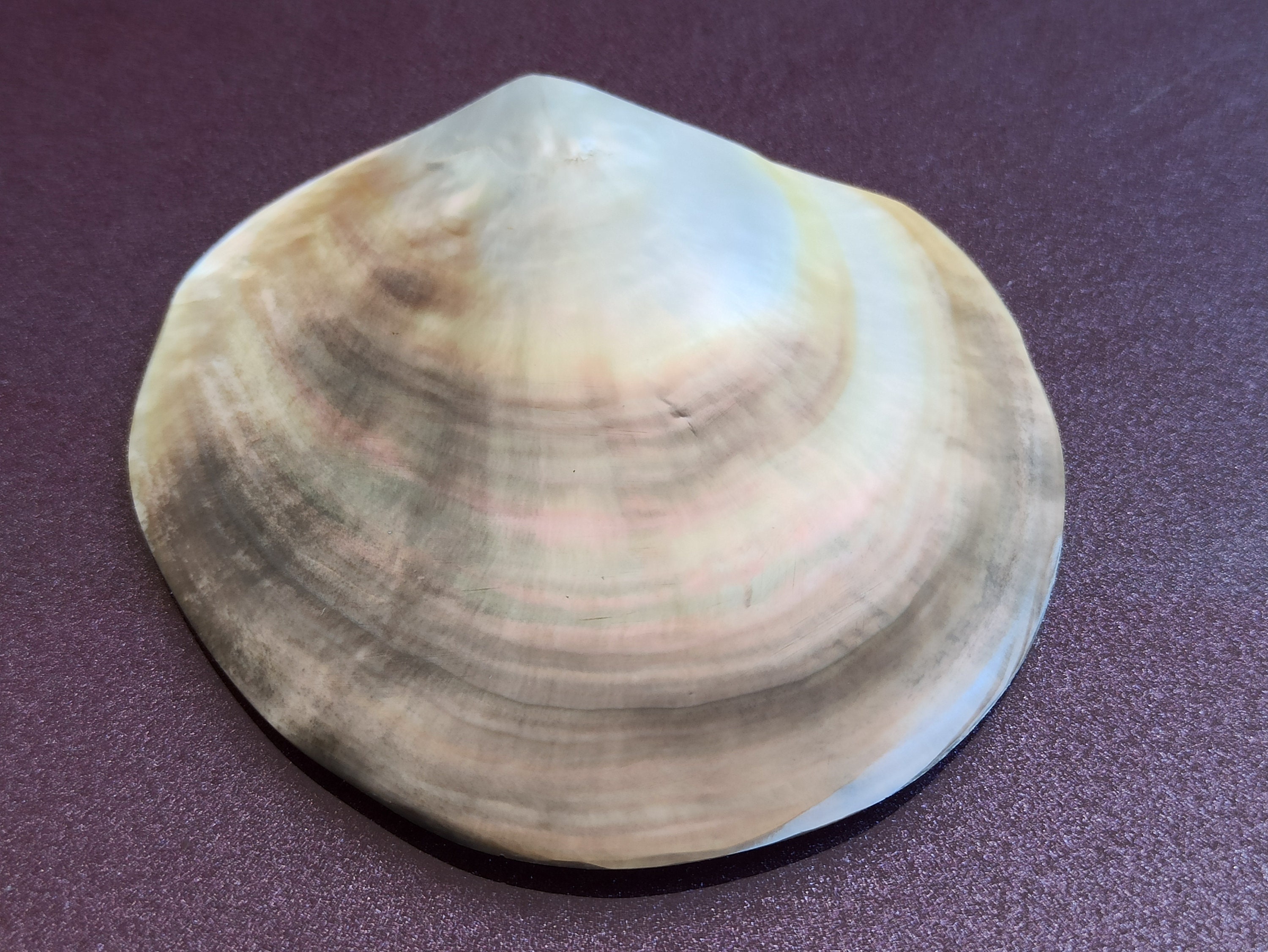 RARE Pinctada Margaritifera Shells, Lipped Mother of Pearl