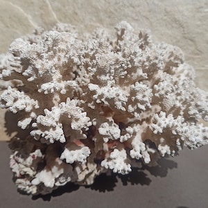 Extra Large Coral, Natural Coral Tree, White Coral, Natural Coral Sea, Large White Coral Tree, Coral Reef Decor