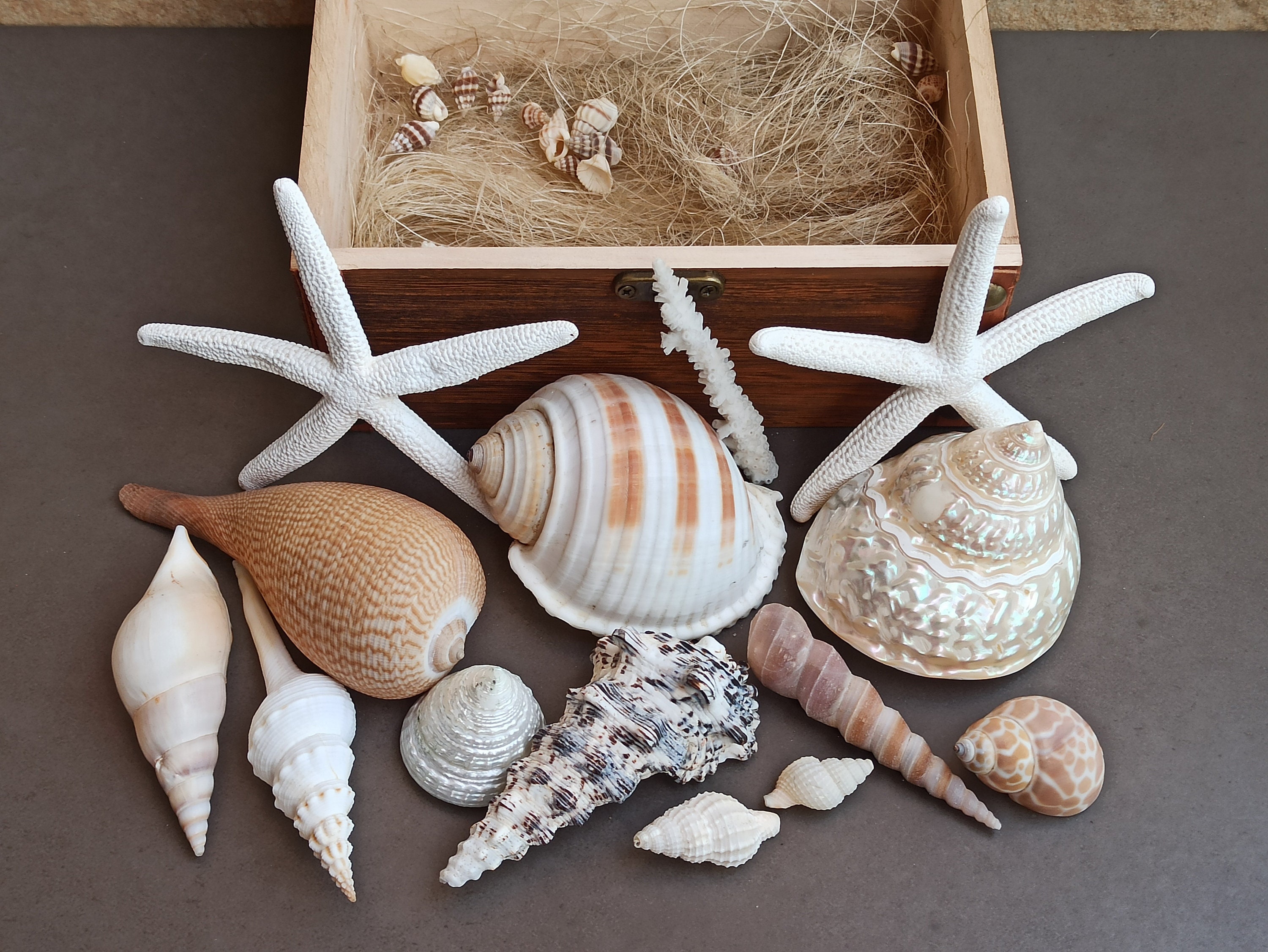 Seashell Collection in Wooden Box: Natural Ocean Shell Decor - Etsy