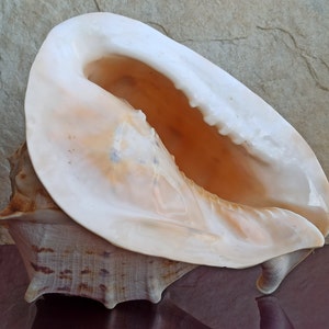 1820g Cassis Cornuta GRANDE Bella conchiglia, Grande conchiglia di granchio, Enorme conchiglia oceanica, Conchiglie naturali, Conchiglia di mare, Decorazione di nozze