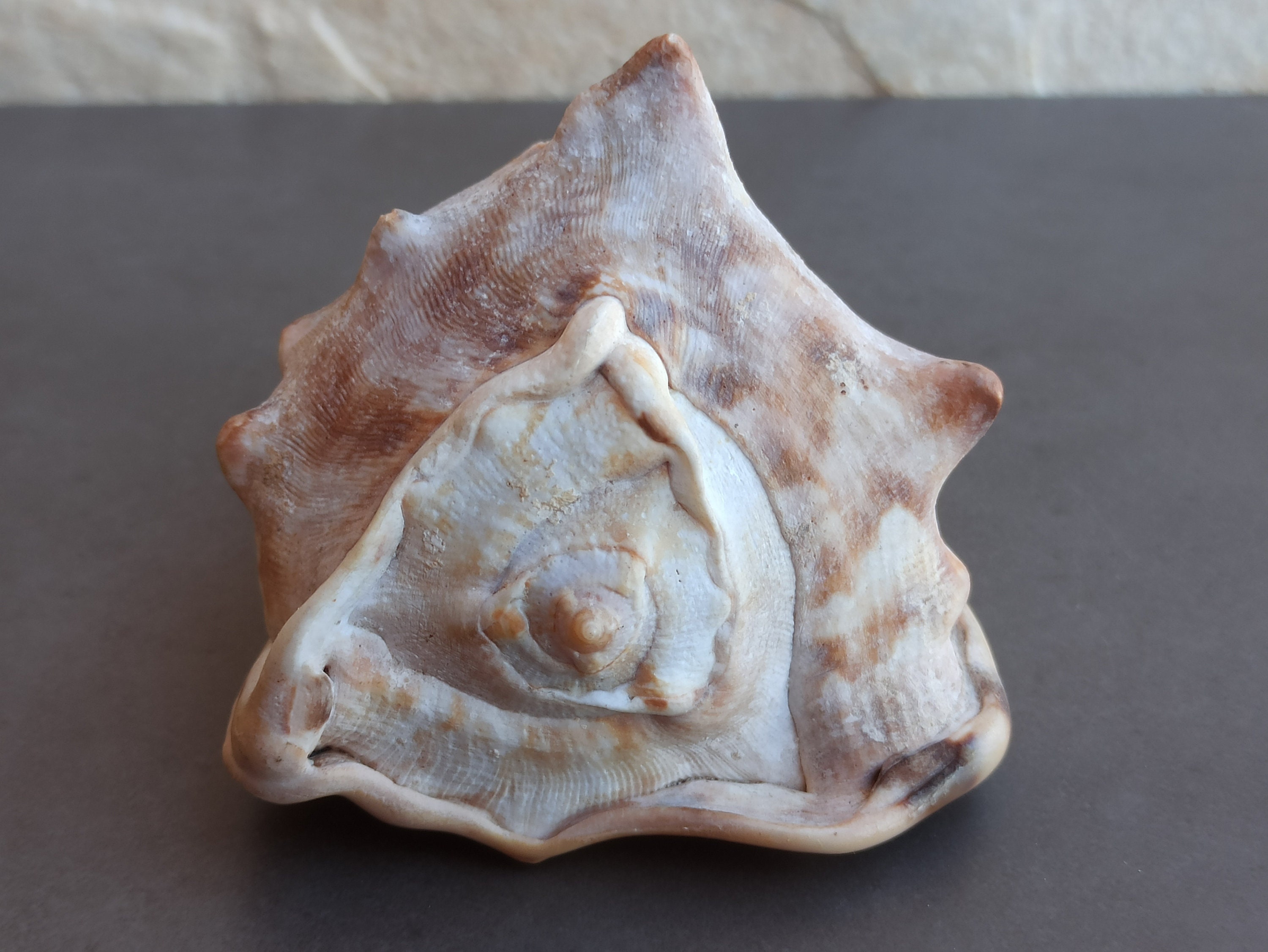 巨大タカラガイ：珍しい大西洋産の貝殻、ナチュラルな室内装飾 - Etsy 日本