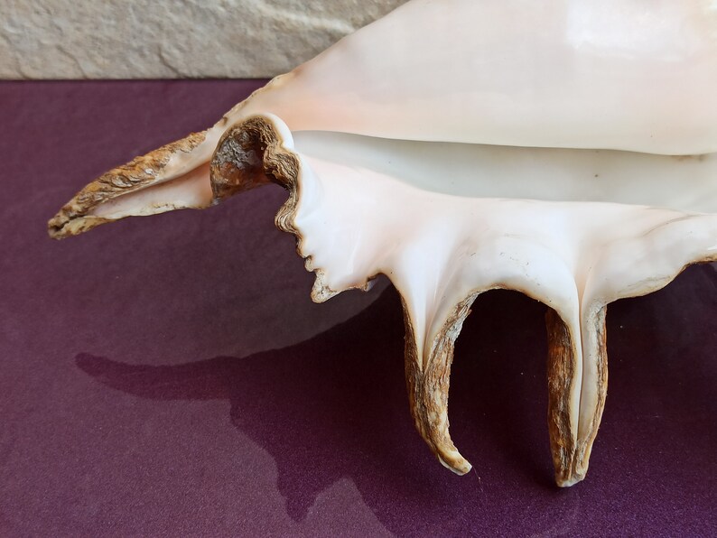 Large Common Lambis Seashell: Natural Ocean Treasure, Wedding ...
