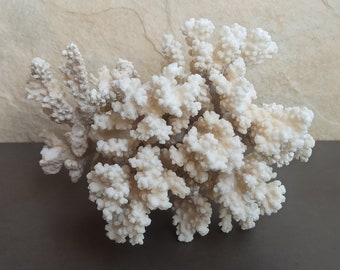 Branch of White Coral 