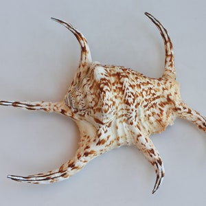 Grande enorme bellissima conchiglia, grande conchiglia, enorme conchiglia oceanica, tesoro di conchiglie marine, conchiglie naturali, decorazione di conchiglie marine, decorazione di nozze