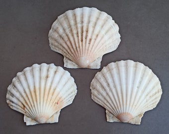 【貝殻さま　専用ページ】最短７がつ 天然貝殻3個セット：海の宝貝飾り - Etsy 日本