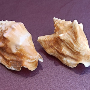 Set di 2 conchiglie marine naturali, bellissima conchiglia, grande conchiglia di granchio, enorme conchiglia oceanica, tesoro di conchiglie marine, conchiglie naturali, decorazioni per matrimoni