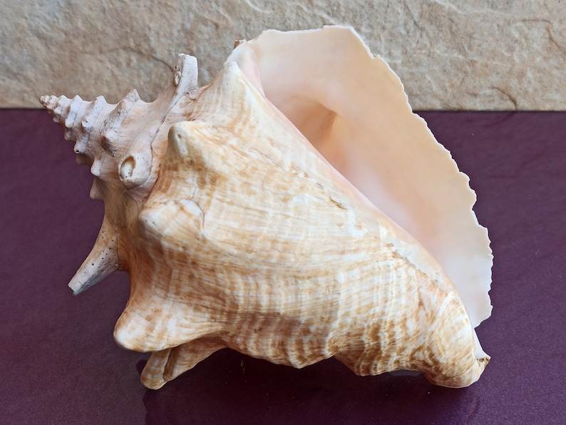 Large Natural Conch Shell: Nautical Decor, Beach Wedding - Etsy