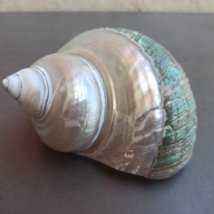 Raro turchese carino, bella conchiglia, tesoro marino, grande conchiglia rotonda, conchiglia di mare rotonda, grande conchiglia rotonda, grande conchiglia dell'oceano naturale