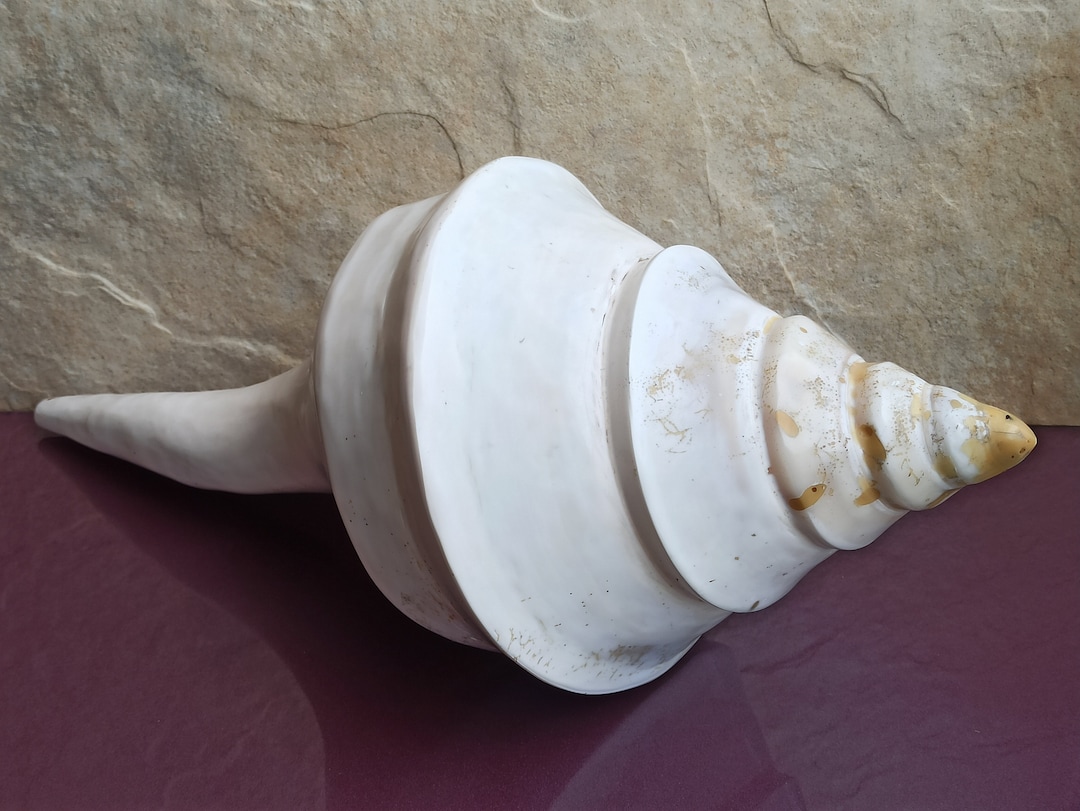 Syrinx Aruanus Conch, Huge Syrinx Aruanus Australian Trumpet Conch ...