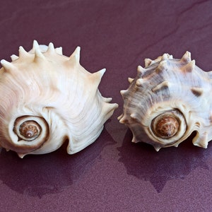 Spiked Sea Shells Set: Natural Ocean Decor, Nautical Wedding - Etsy