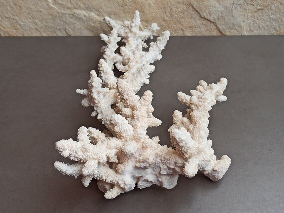 大きな白い珊瑚の木：天然珊瑚礁の装飾（750g） - Etsy 日本
