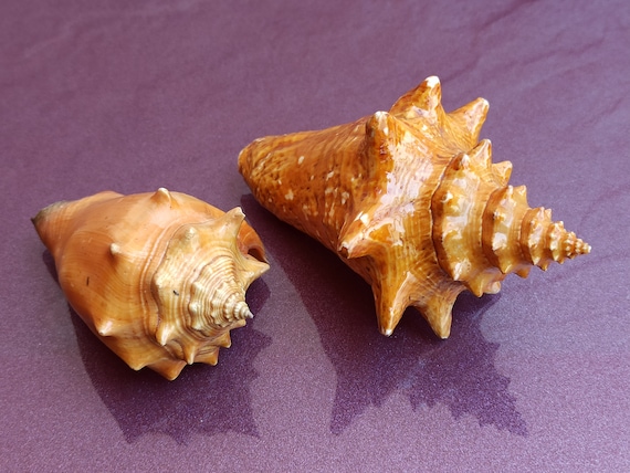 海の貝殻　　二本セット 天然の貝殻2個セットは漆塗り、貝殻サンゴセット、海の宝物セット