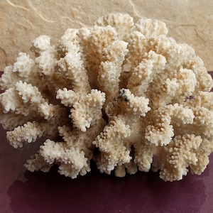 Natural White Coral Tree, White Coral, Coral Tree, Coral Reef Decor, White Coral Reef, Natural Sea Coral