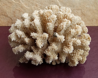 Natural White Coral Tree: Coastal Decor (180x150x100 mm)