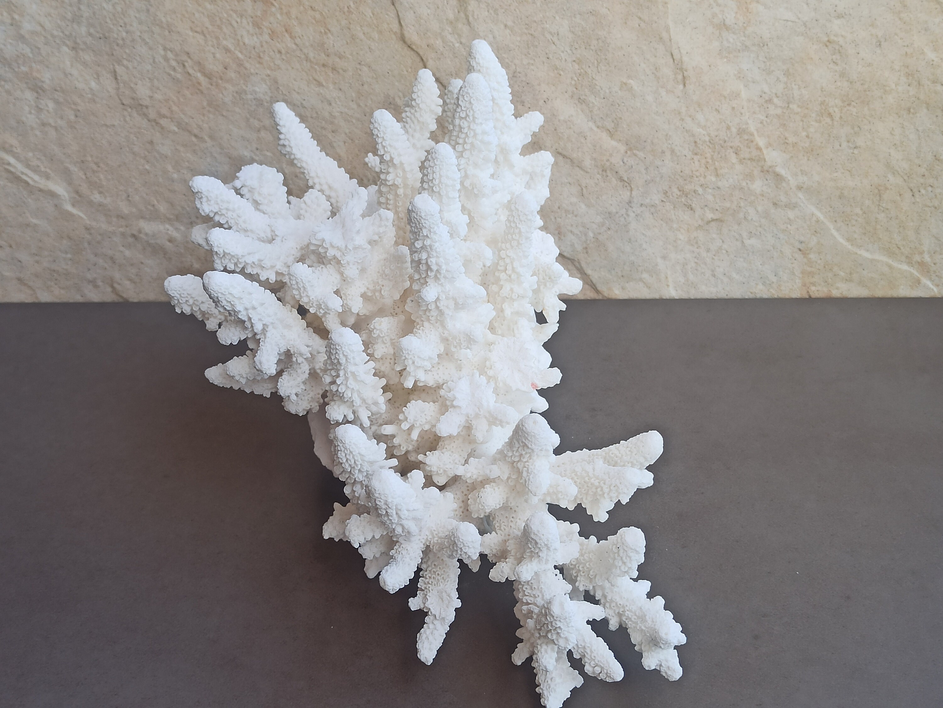 Large 9.5 Natural White Coral Reef Specimen 5.6 lbs