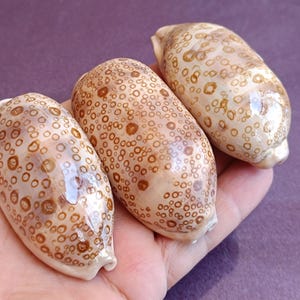 May include: Three oblong seashells with a speckled pattern of brown spots on a cream-colored background. The shells are held in a hand against a purple background. The shells have a smooth, polished appearance.