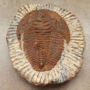 Fossile di trilobite marocchino gigante in una matrice, FOSSILE DI TRILOBITE, Fossile di trilobite fossilizzato, Enorme fossile di trilobite, Collezione di fossili