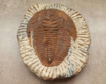巨大！4億6000万年前！フレキシカリメネ三葉虫化石（モロッコ産、76.8