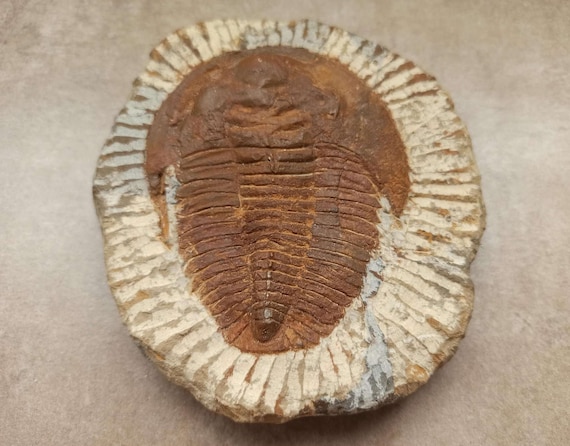 モロッコ産三葉虫の化石（Metacantina I.）