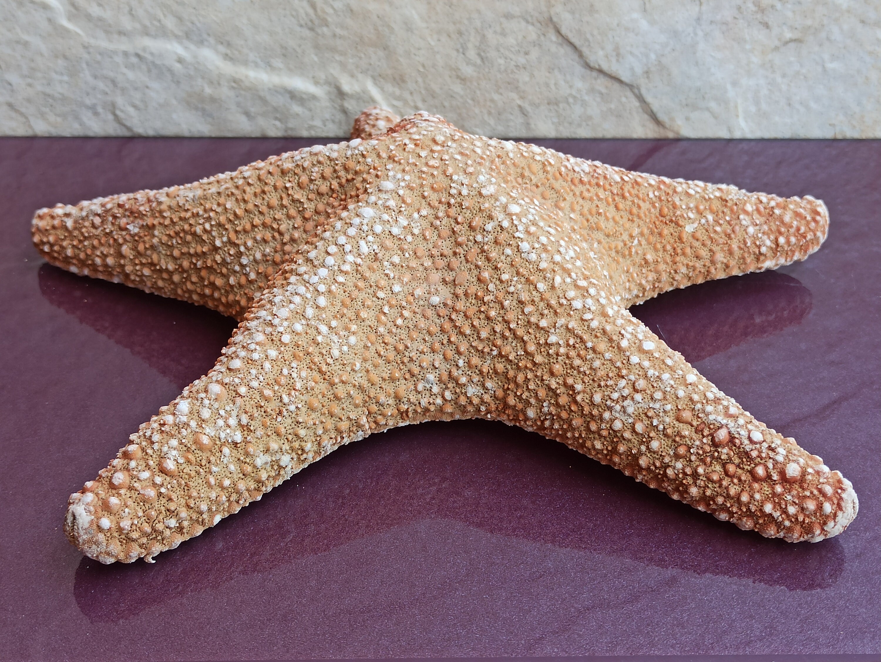 Starfish, Huge Starfish, Big Starfish, Sea Starfish, Ocean Starfish,  Enormous Starfish, Unique Star Fish, Sea Treasure, Ocean Collection -   Canada