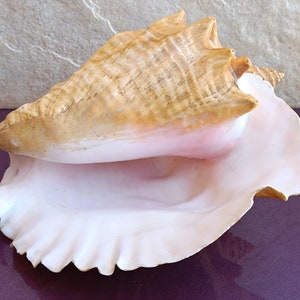 Grande enorme bella conchiglia, grande conchiglia di granchio, enorme conchiglia oceanica, tesoro di conchiglie marine, conchiglie naturali, conchiglia marina, decorazione per matrimoni