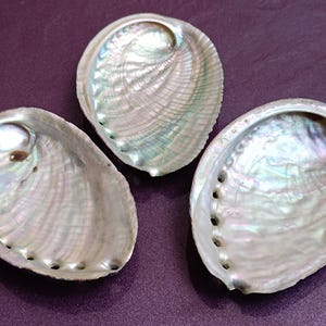 May include: Three iridescent abalone shells with a pearlescent sheen. The shells display a range of colors, including blues, greens, and purples, with a textured surface. Each shell has a unique shape and natural markings, perfect for crafting or decor.