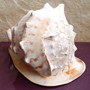 Cassis Cornuta Bellissima Conchiglia, Conchiglia di Granchio, Enorme Conchiglia Oceanica, Conchiglie Naturali, Conchiglia Marina, Decorazione per Matrimoni