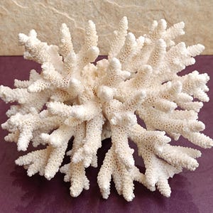 White Coral, Coral Tree, Coral Reef Decor, Natural White Coral Tree, White Coral Reef, Natural Sea Coral