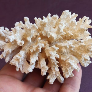 White Coral Tree, Natural Coral Tree, White Coral, Natural Coral Sea, Small White Coral Tree, Coral Reef Decor
