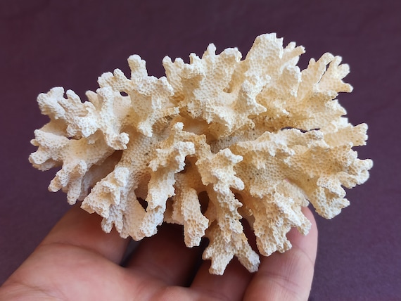 Natural coral cheap for sale