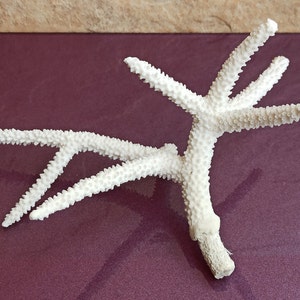 White Coral Tree, Natural Coral Tree, White Coral, Natural Coral Sea, Small White Coral Tree, Coral Reef Decor