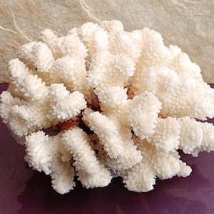 Natural White Coral Tree, White Coral, Coral Tree, Coral Reef Decor, White Coral Reef, Natural Sea Coral