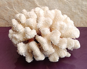 Natural White Coral Tree: Coastal Decor (200x170x130 mm)