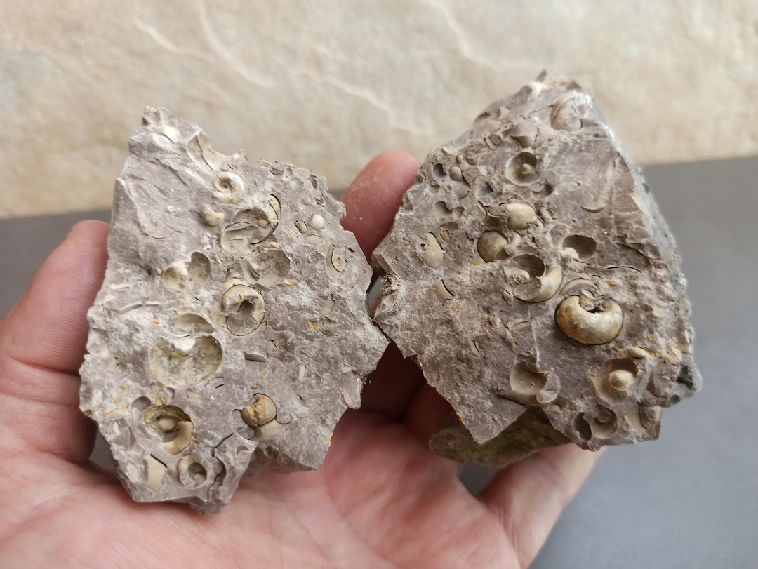 Ancient FOSSIL, Spanish FOSSIL, Ancient Shells in Stone, Ancient