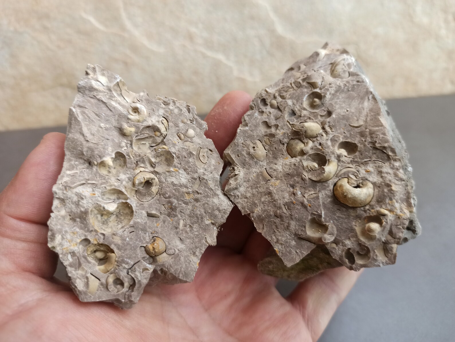 Ancient FOSSIL Spanish FOSSIL Ancient Shells in Stone Etsy