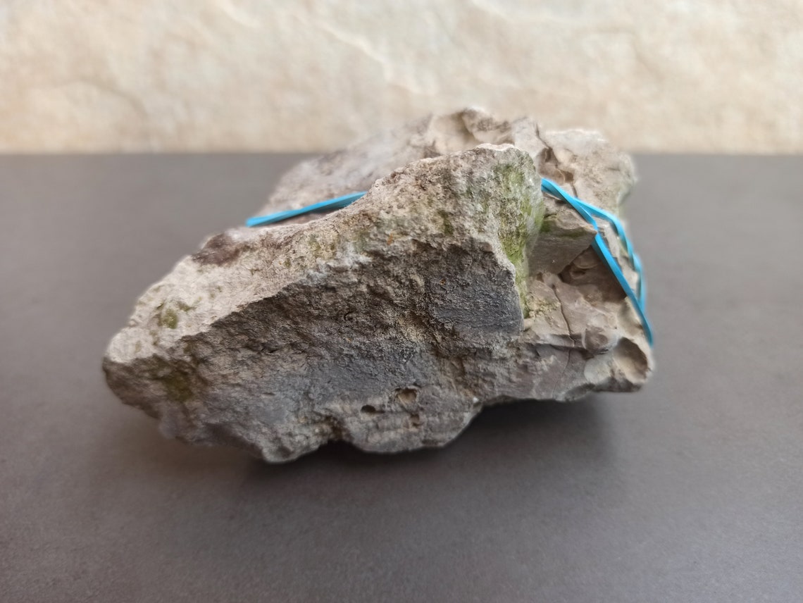 Ancient FOSSIL Spanish FOSSIL Ancient Shells in Stone Etsy