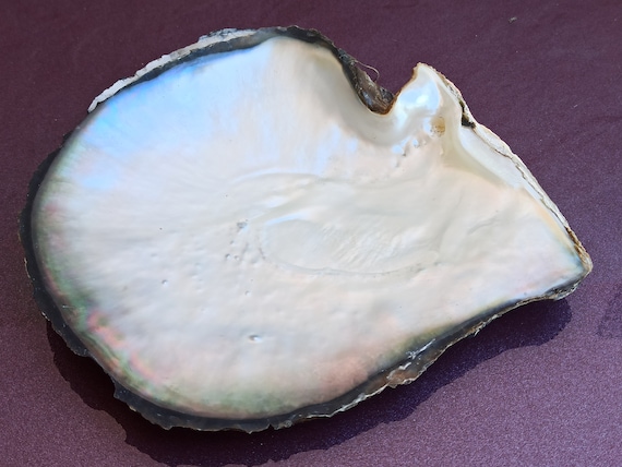 人気アイテムランキング(新品)  Pearl Margaritifera, Pinctada Shell, Pearl of Mother Lipped アクセサリー