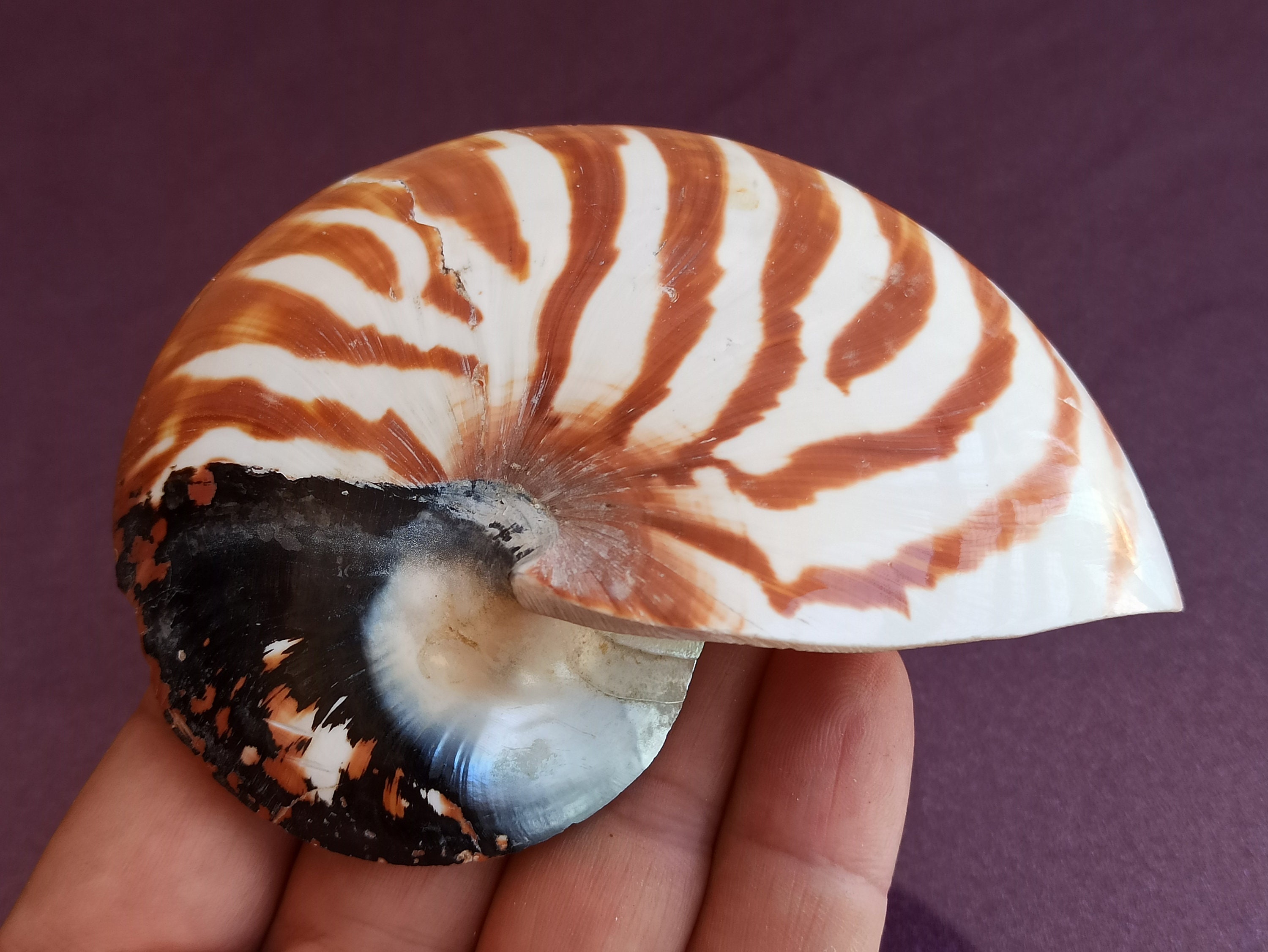Nautilus Natural Half Cut Seashell Nautilus Natural Seashell Etsy