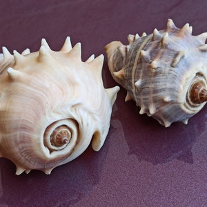 Set di 2 conchiglie di mare naturali, bella conchiglia, conchiglia di granchio grande, enorme conchiglia oceanica, tesoro di conchiglia di mare, conchiglie naturali, decorazione di nozze