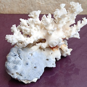 Blue and White Coral, Natural White Coral Sea, Large White Coral Tree, Wedding Decoration, Seashells Decoration, Coral Reef Home Decoration