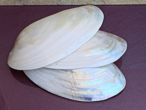 Set of 3 Seashells, Seashells Set, Natural Seashell, Rough Sea