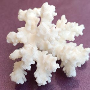 Genuine White Coral, Natural White Coral Sea, Large White Coral Tree, Wedding Decoration, Seashells Decoration, Coral Reef Home Decoration