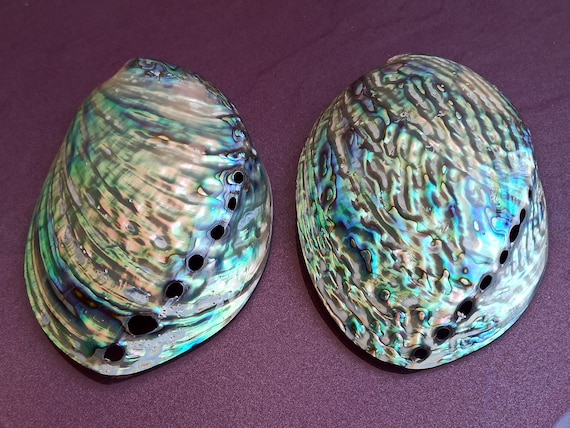 大きな真珠貝のアワビの貝殻：虹色に輝く海の宝 - Etsy 日本