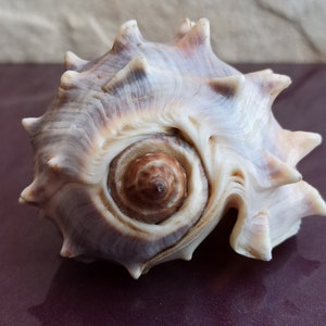 Spiked Sea Shells Set: Natural Ocean Decor, Nautical Wedding - Etsy