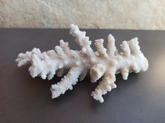 Large White Coral, Natural Coral Tree, White Coral, Natural Coral
